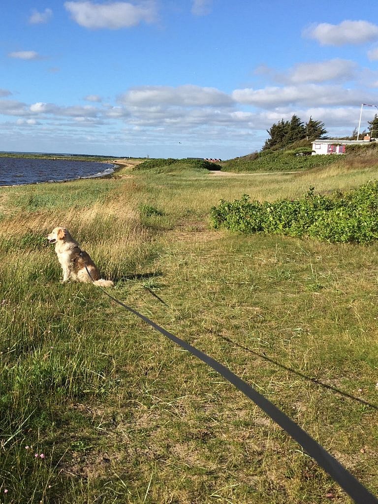 Hundeleine für Urlaub mit Hund in Dänemark