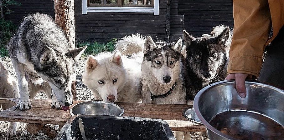 Huskyfarm in Finnland: Nomadic Naali