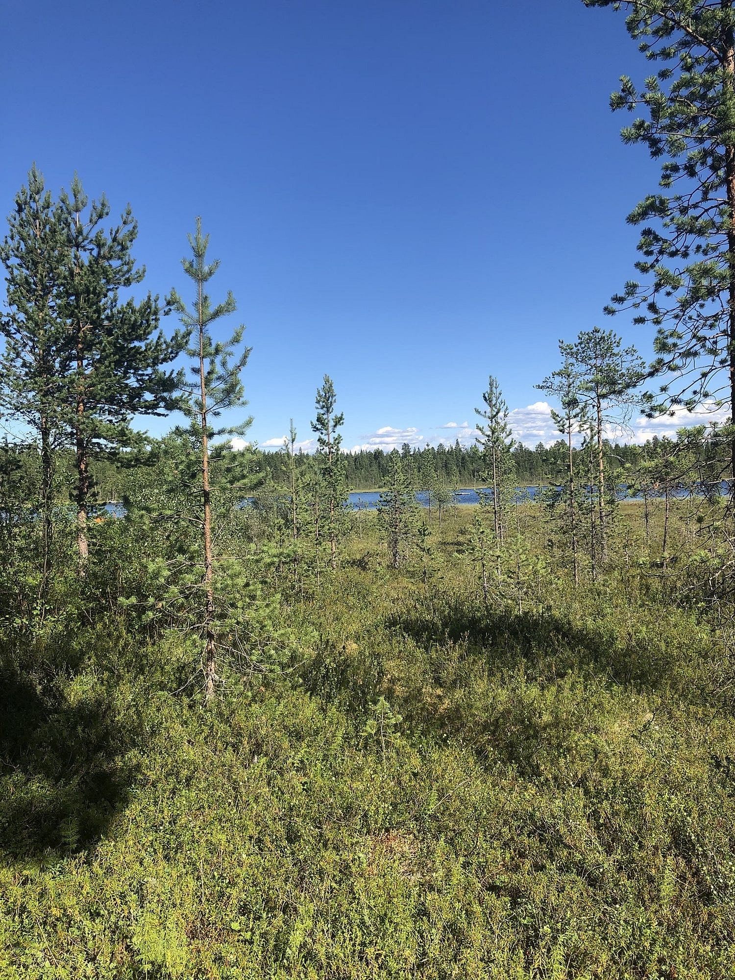 Huskyfarm in Finnland: Nomadic Naali